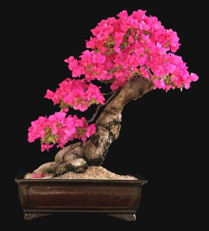 Bougainvillea Glabra Bonsai